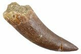 Fossil Plesiosaur (Zarafasaura) Tooth - Morocco #370492-1